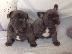 PoulaTo: Gorgeous Frenchie μωρά Kc Καν