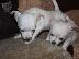 PoulaTo: Lovely Chihuahua Puppies for Sale,