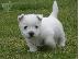 PoulaTo: west highland terrier