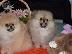 PoulaTo: Αξιολάτρευτο Pomeranian Puppies γενεαλογικό