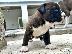 PoulaTo: American staffordshire terrier απο τα καλυτερα αιματα 6979314054