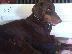 PoulaTo: Doberman