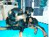 PoulaTo: Rottweiler