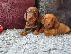 PoulaTo: DACHSHUNDS