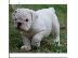 PoulaTo: englishbull κουτάβια για € 250