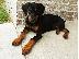PoulaTo: Ντόμπερμαν / Doberman