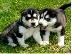 PoulaTo: Koutávia tis Sivirías Husky, katharóaimo, mégisti poiótita.