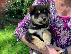 PoulaTo: Ιαπωνικά Shiba Inu