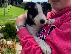 PoulaTo: Βασιλιάς Charles Cavalier Pups