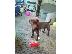 PoulaTo: Patterdale Terrier Pups 1 σκύλα αριστερά Wormed
