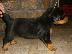 PoulaTo: Rottweiler καθαροαιμα 6979314054 ΑΘΗΝΑ-ΘΕΣΣΑΛΟΝΙΚΗ -ΚΡΗΤΗ
