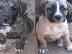 PoulaTo: DOGO CANARIO ΚΟΥΤΑΒΙΑ