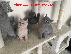 PoulaTo: healthy kittens for adoption