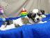 PoulaTo: Εκπαιδευμένο κουτάβια shih tzu