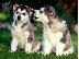 PoulaTo: HUSKY καθαροαιμα 6979314054 ΚΡΗΤΗ-ΑΘΗΝΑ-ΘΕΣΣ/ΝΙΚΗ