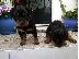 PoulaTo: Rottweiler