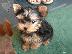 PoulaTo: Εκπληκτικό κουτάβι του Yorkshire Terrier!
