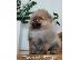 PoulaTo: Pomeranian Spitz