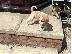PoulaTo: Këlyshë të mrekullueshëm Beagle.