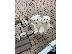 PoulaTo: Bichon Μάλτα προς πώληση