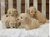 PoulaTo: Cockapoo