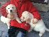 PoulaTo: Όμορφα Golden Retriever κουτάβια