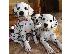 PoulaTo: Πανέμορφα κουτάβια Kc Dalmatian