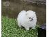 PoulaTo: όμορφα Pomeranian Puppies προς πώληση