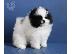 PoulaTo: 3 κουτάβια Super Tiny Pomerania