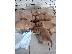 PoulaTo: Εγγεγραμμένα κουτάβια Golden Retriever