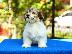 PoulaTo: Bichon Havanese κουτάβια