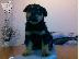 PoulaTo: Kαλή τιμή!!!.Πουλάω όμορφα κουτάβια ράτσα ROTTWEILER- Ροτβαιλερ -250 euro...