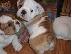 PoulaTo: englishbull κουτάβια για € 300