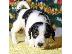 PoulaTo: Χαριτωμένα κουτάβια Jack Russell Terrier