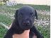 PoulaTo: Patterdale Terrier Pups