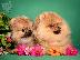 PoulaTo: Pomeranian Spitz κουτάβια