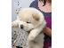 PoulaTo: Chow Chow