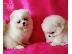 PoulaTo: Pomeranian Πωλείται