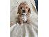 PoulaTo: Cavapoo Red
