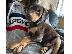 PoulaTo: Doberman X Pups