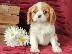 PoulaTo: Cavalier Charles Spanie{€350}