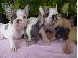 PoulaTo: γαλλικά κουτάβια μπουλντόγκ  / French Bulldog Puppies