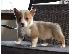 PoulaTo: WELSH CORGI