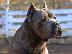 PoulaTo: Cane Corso αρσενικό για καρφί