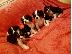 PoulaTo: Έχω κουτάβια Cavalier King Charles Spaniel προς πώληση.