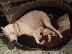 PoulaTo: dogo argentino