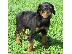 PoulaTo: Όμορφα κουτάβια Doberman Pinscher προς πώληση
