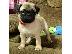 PoulaTo: Ελκυστικά κουτάβια Pug