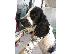 PoulaTo: πωλούνται κουταβάκια cocker spaniel