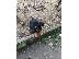 PoulaTo: rottweiler
